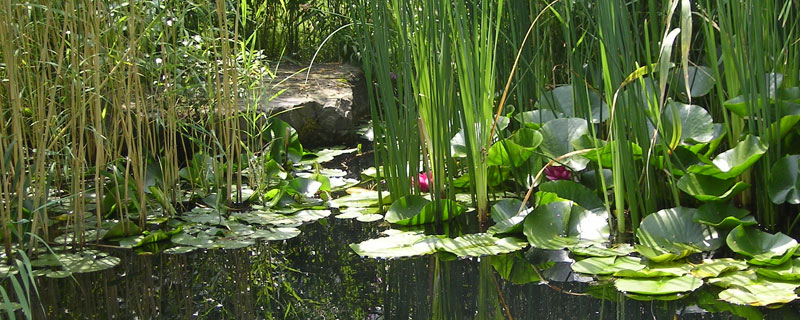 Lassen Sie sich von uns zeigen, wie angenehm ein eigener Schwimmbereich im Garten sein kann, wobei auch Brunnen und Wasserläufe zu diesem gestalterischen Bereich gehören.